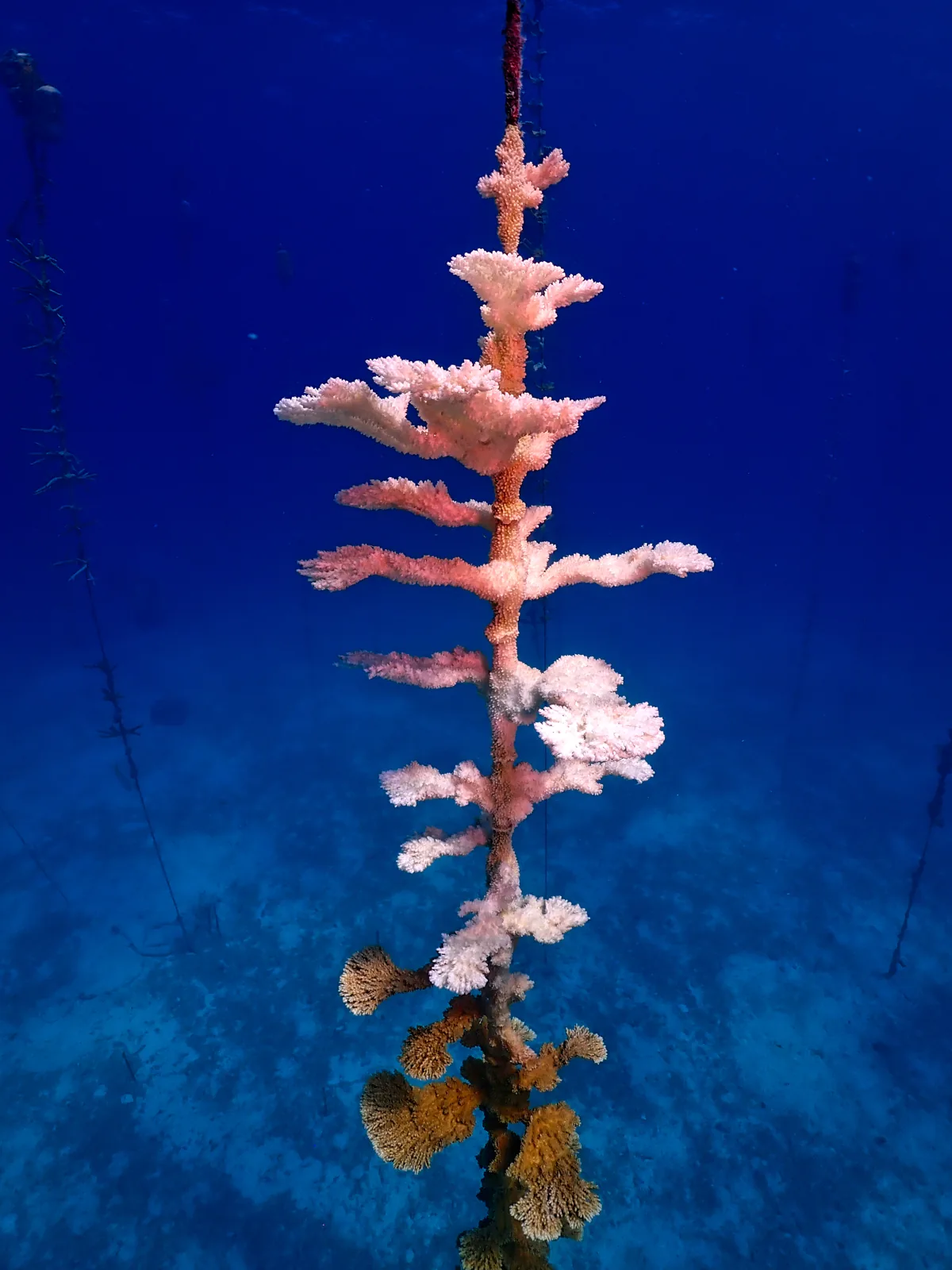 Coralpalooza Volunteers Aid Florida Reef Tract Restoration