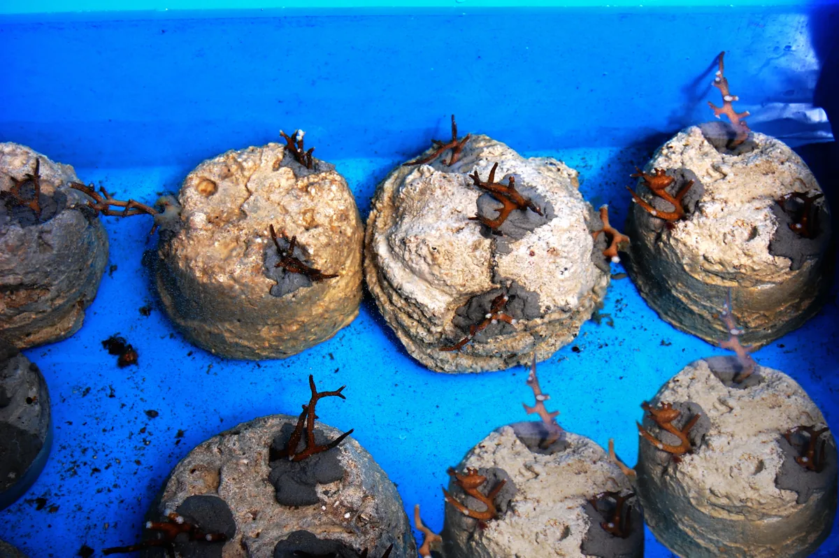 Hybrid Corals Tested in Dry Tortugas for Reef Restoration