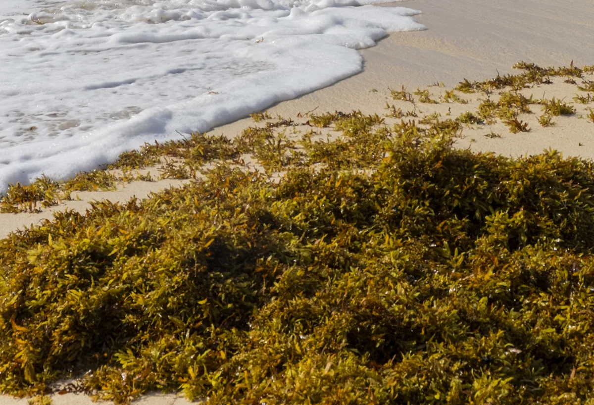 Sargassum Bloom Creates Foul Odor and Mess Along Keys Shores